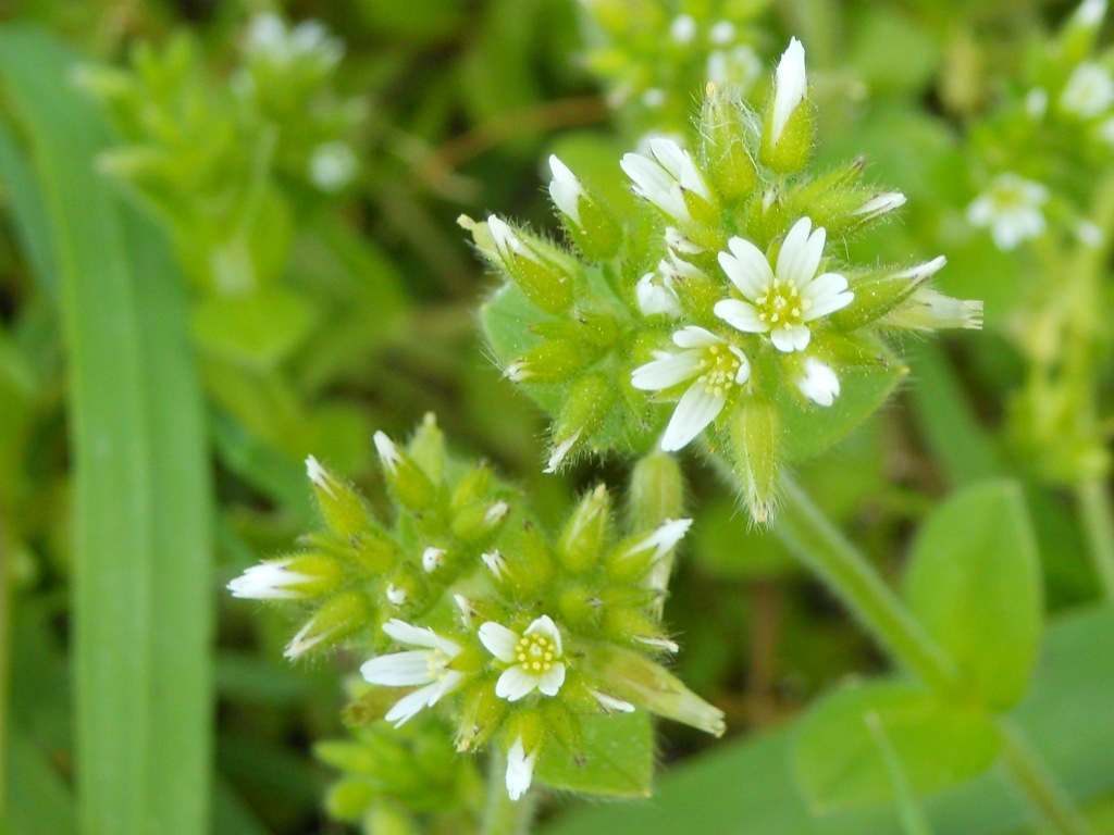 Stellaria? - no, Cerastium glomeratum